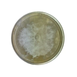 Colonised mushroom mycelium on agar plates Wine Cap