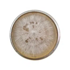 Petri dish with white, fuzzy mould colony growing on a yellowish agar surface, viewed from above.