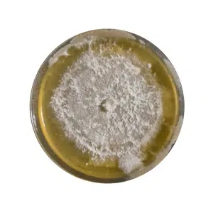 A petri dish with white mould growing on yellow agar, showing a circular pattern of fungal colonies.