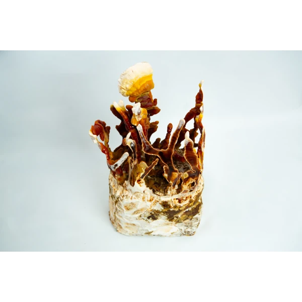 Reishi CO2 Bag Generator