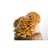 Log Dowel Mushroom Plug  Spawn  | Nameko | Pholiota microspora