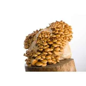 A cluster of Nameko (Pholiota microspora) mushrooms grown from Log Dowel Mushroom Plug Spawn on a loaf of bread, set atop a wooden surface with a white backdrop.