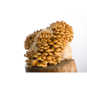 Log Dowel Mushroom Plug  Spawn  | Nameko | Pholiota microspora
