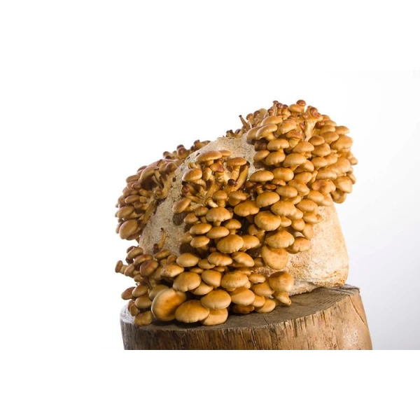 Log Dowel Mushroom Plug  Spawn  | Nameko | Pholiota microspora