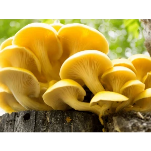 Log Dowel Mushroom Plug  Spawn | Yellow Oyster | Pleurotus citrinopileatus