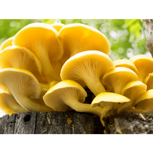 Log Dowel Mushroom Plug  Spawn | Yellow Oyster | Pleurotus citrinopileatus