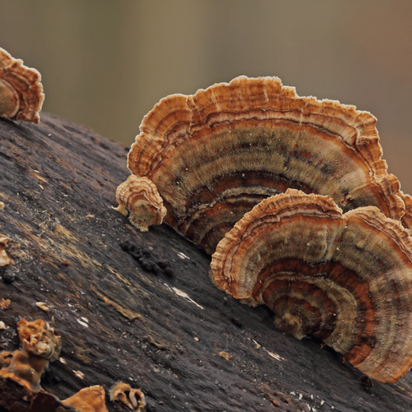 Log Dowel Mushroom Plug  Spawn  | Native Turkey Tail | Trametes versicolor polyporales