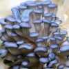Log Dowel Mushroom Plug  Spawn  | Blue Pearl Oyster | Pleurotus columbinus