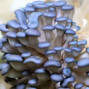 Log Dowel Mushroom Plug  Spawn  | Blue Pearl Oyster | Pleurotus columbinus