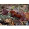 Log Dowel Mushroom Plug  Spawn   | Wood Ear | Auricularia auricula-judae