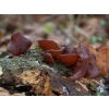 Log Dowel Mushroom Plug  Spawn   | Wood Ear | Auricularia auricula-judae