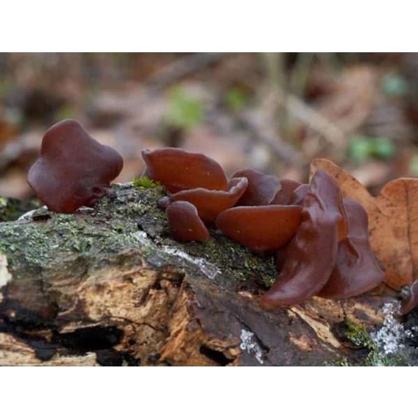 Log Dowel Mushroom Plug  Spawn   | Wood Ear | Auricularia auricula-judae