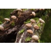 Log Dowel Mushroom Plug  Spawn   | Shiitake 5000 | Lentinula edodes