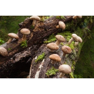Log Dowel Mushroom Plug  Spawn   | Shiitake 5000 | Lentinula edodes
