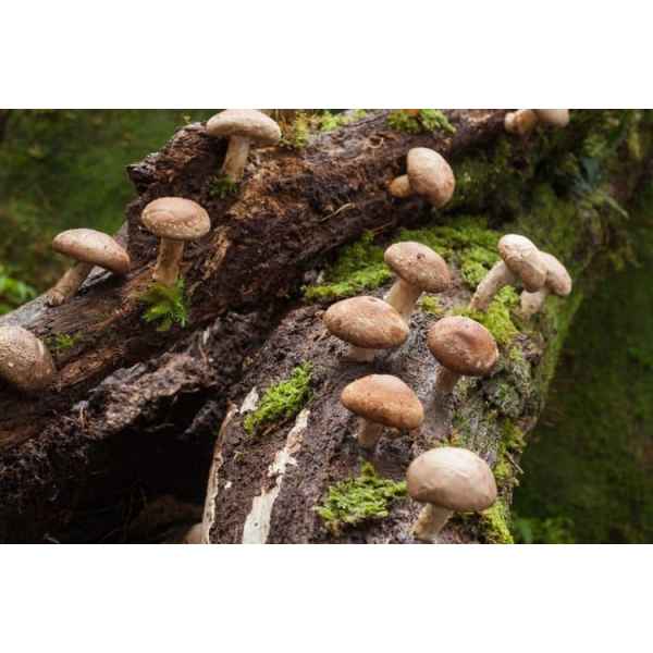 Log Dowel Mushroom Plug  Spawn   | Shiitake 5000 | Lentinula edodes