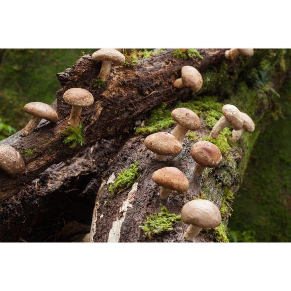 Log Dowel Mushroom Plug  Spawn   | Shiitake 5000 | Lentinula edodes