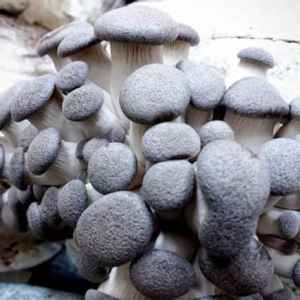 Log Dowel Mushroom Plug  Spawn  | Black King Oyster | Pleurotus ostreatus- hybrid