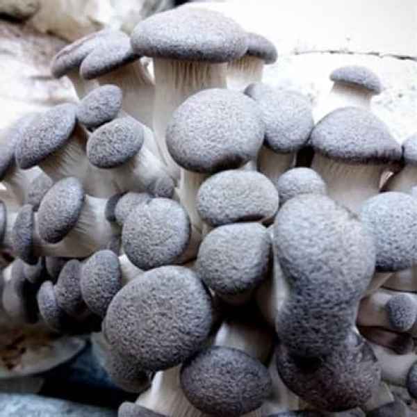 Log Dowel Mushroom Plug  Spawn  | Black King Oyster | Pleurotus ostreatus- hybrid