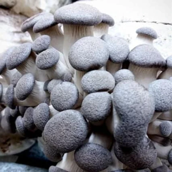 Log Dowel Mushroom Plug  Spawn  | Black King Oyster | Pleurotus ostreatus- hybrid