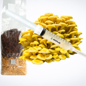 A syringe of Mushroom Liquid Culture | Yellow Oyster | Pleurotus citrinopileatus sits next to a substrate bag for mushroom cultivation.