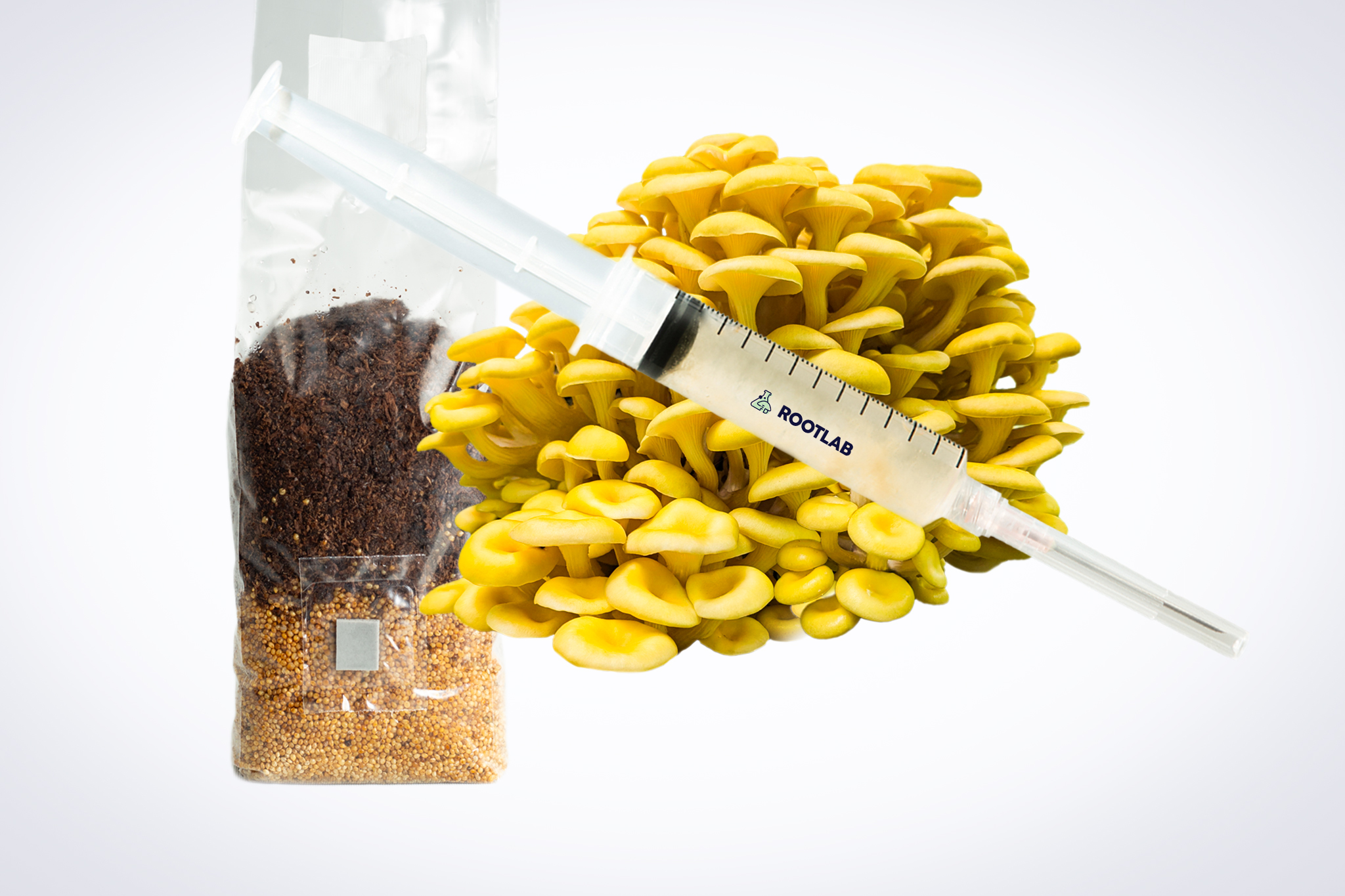 Gold Oyster Mushroom Grow Kit 1 A syringe of Mushroom Liquid Culture | Yellow Oyster | Pleurotus citrinopileatus sits next to a substrate bag for mushroom cultivation.