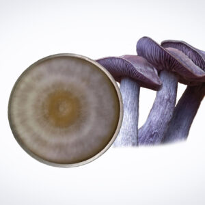 The Colonised Mushroom Culture On Agar Plate | Swordbelt | Agrocybe aegerita features close-up purple mushrooms and a visible circular spore print—perfect for mushroom observation or transferring spores onto agar.