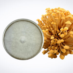 Colonised Mushroom Culture On Agar Plate | Swordbelt | Agrocybe aegerita is displayed next to fresh Agrocybe aegerita mushrooms on a white background.
