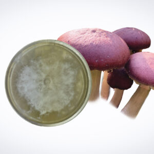 A Colonised Mushroom Culture On Agar Plate | Swordbelt | Agrocybe aegerita is displayed next to purple mushrooms on a white background, showcasing the mushroom culture process using an agar plate.