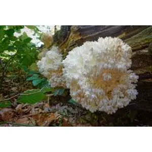 A white fungus, like those cultivated with the Coral Tooth Mushroom Grow Kit, is growing on a tree.
