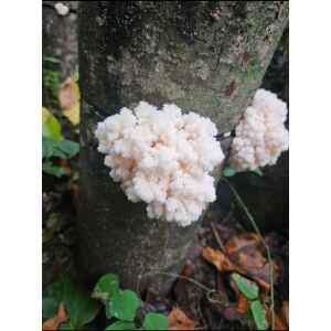 Log Dowel and Sawdust Spawn Coral-Tooth-Hericium-Coralloides