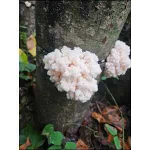 Coral Tooth (Hericium coralloides) mushrooms, known for their white, fluffy clusters, can be grown by inoculating logs with this 3kg sawdust spawn—ideal for cultivating on tree trunks in a forest environment.