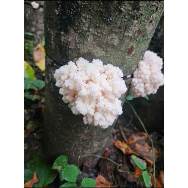 Log Dowel and Sawdust Spawn Coral-Tooth-Hericium-Coralloides