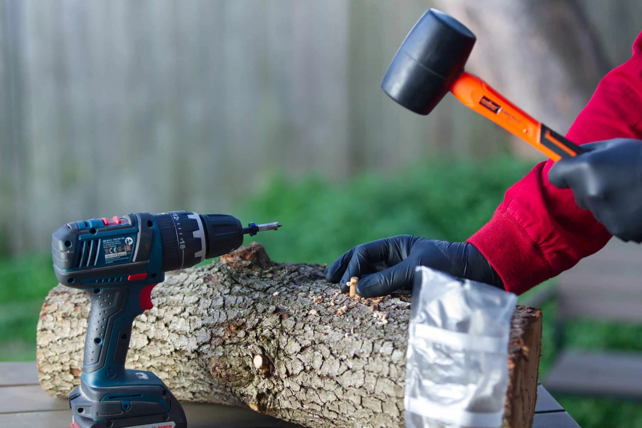 Someone hammers a Log Dowel Mushroom Plug Spawn (Yellow Oyster, Pleurotus citrinopileatus) into a log with a mallet, while a drill and bag of plugs rest on the table nearby.