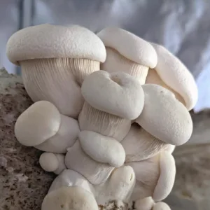White Elf (Pleurotus nebrodensis) Colonised Mushroom Culture on Agar Plate features a dense cluster of white oyster mushrooms growing together on substrate, perfect for cultivation and research.