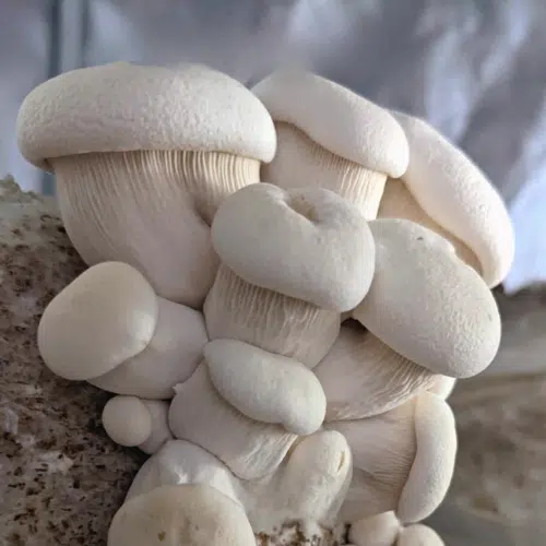 Mushroom Liquid Culture | White Elf | Pleurotus nebrodensis | Commercial 1 White Elf (Pleurotus nebrodensis) Colonised Mushroom Culture on Agar Plate features a dense cluster of white oyster mushrooms growing together on substrate, perfect for cultivation and research.