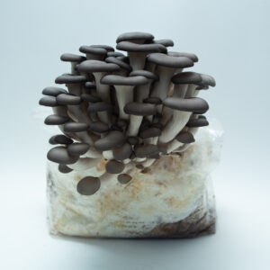 A Colonised Mushroom Culture On Agar Plate featuring Blue Pearl Oyster (Pleurotus columbinus), displayed on a plain white background.