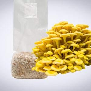 A cluster of yellow mushrooms, grown from Yellow Oyster Mushroom Spawn (Pleurotus citrinopileatus), emerges from a clear substrate-filled bag against a white background.