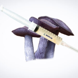 A syringe atop three purple Auricularia auricula-judae (Wood Ear) mushrooms against a light background—ideal for preparing Mushroom Liquid Culture | Wood Ear | Auricularia auricula-judae.