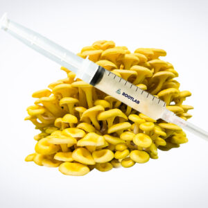 Home 17 The Mushroom Liquid Culture | Yellow Oyster | Pleurotus citrinopileatus is shown in a syringe placed on fresh yellow oyster mushrooms, set against a white background.