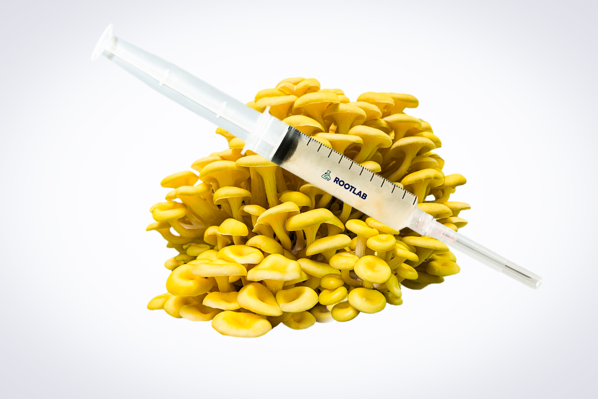Mushroom Liquid Culture | Yellow Oyster | Pleurotus citrinopileatus 1 The Mushroom Liquid Culture | Yellow Oyster | Pleurotus citrinopileatus is shown in a syringe placed on fresh yellow oyster mushrooms, set against a white background.