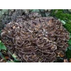 Log Dowel Mushroom Plug  Spawn  | Maitake | Grifola frondosa