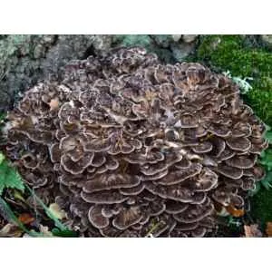 Maitake Mushroom Australia