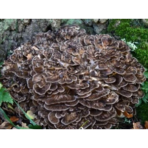 Log Dowel Mushroom Plug  Spawn  | Maitake | Grifola frondosa
