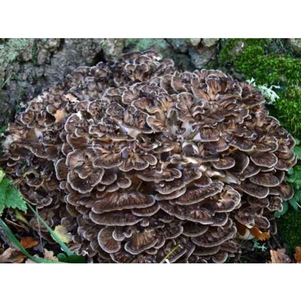 Log Dowel Mushroom Plug  Spawn  | Maitake | Grifola frondosa