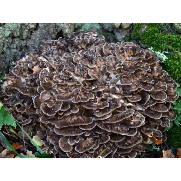 Log Dowel Mushroom Plug  Spawn  | Maitake | Grifola frondosa