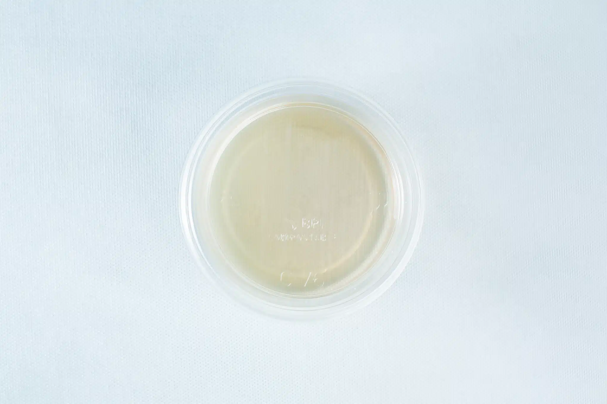 A clear Petri dish with agar shown from above on a white background—perfect for use with the Spore Print to Spore Syringe Transfer Kit.