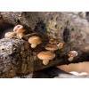 Log Dowel Mushroom Plug  Spawn  | Shiitake 3782 | Lentinula edodes