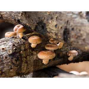 Log Dowel Mushroom Plug  Spawn  | Shiitake 3782 | Lentinula edodes