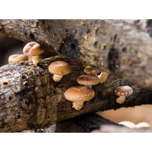 Log Dowel Mushroom Plug  Spawn  | Shiitake 3782 | Lentinula edodes