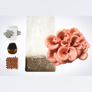 The Sawdust spawn for mushroom Garden bed and bucket – 3kg | Pink Oyster (Pleurotus djamor) is displayed with a mushroom kit, brown dowels, and a growing tray on a white background.